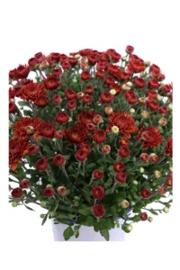 Crisantemo Rosso v17 egarden.store online