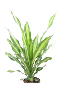 Dracena Massangeana v20 egarden.store online
