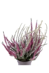 Erica - Calluna Vulgaris v10 egarden.store online