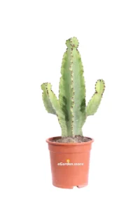 Euphorbia Ingens v20 egarden.store online