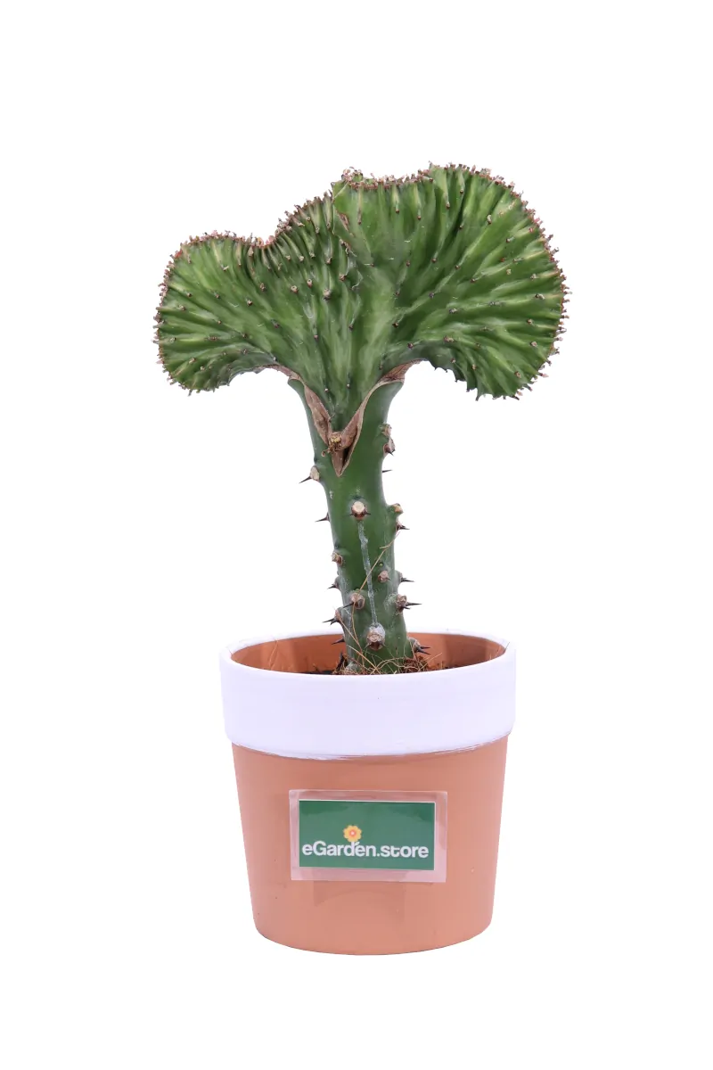Euphorbia Lactea Green v13 egarden.store online
