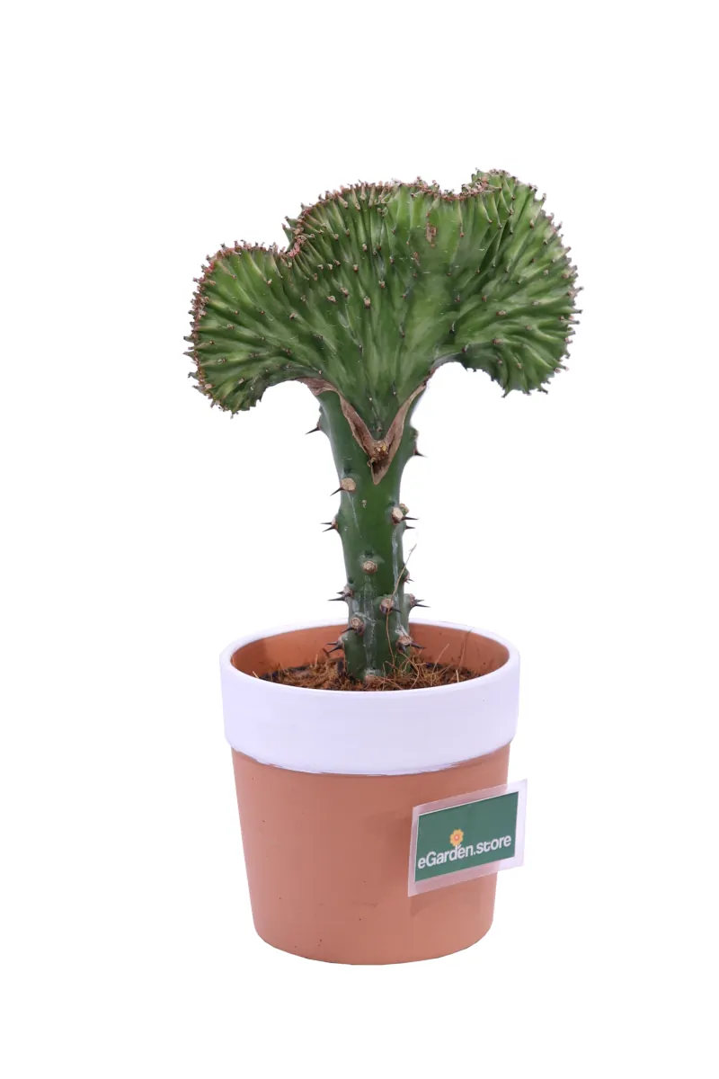 Euphorbia Lactea Green v13 egarden.store online