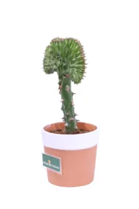 Euphorbia Lactea Green v13 egarden.store online