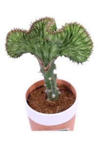 Euphorbia Lactea Green v13 egarden.store online