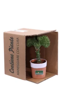 Euphorbia Lactea Green v13 egarden.store online