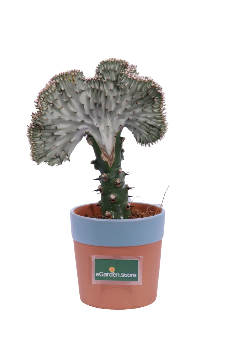 Euphorbia Lactea White Ghost v13 egarden.store online