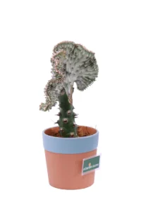 Euphorbia Lactea White Ghost v13 egarden.store online