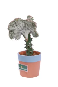 Euphorbia Lactea White Ghost v13 egarden.store online