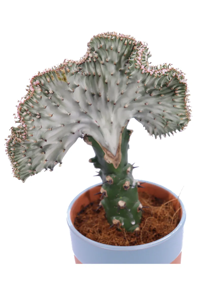 Euphorbia Lactea White Ghost v13 egarden.store online