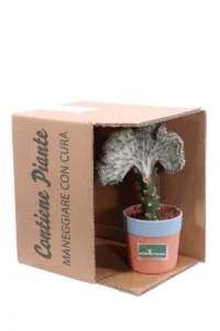 Euphorbia Lactea White Ghost v13 egarden.store online