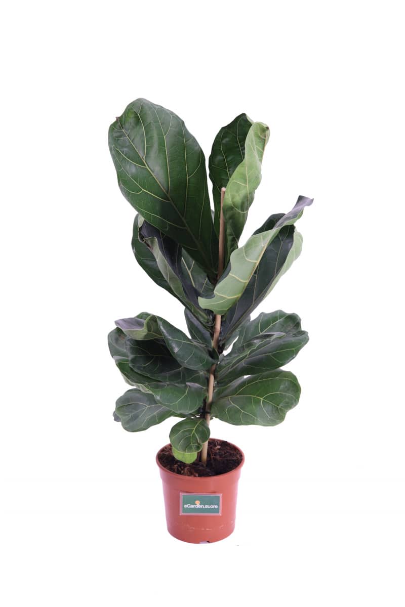 Ficus Lyrata - Vivaio Online eGarden