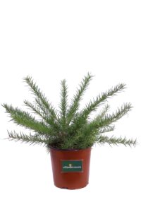 Grevillea Juniperina v16 egarden.store online