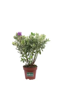 Hebe Variegata v14 egarden.store online