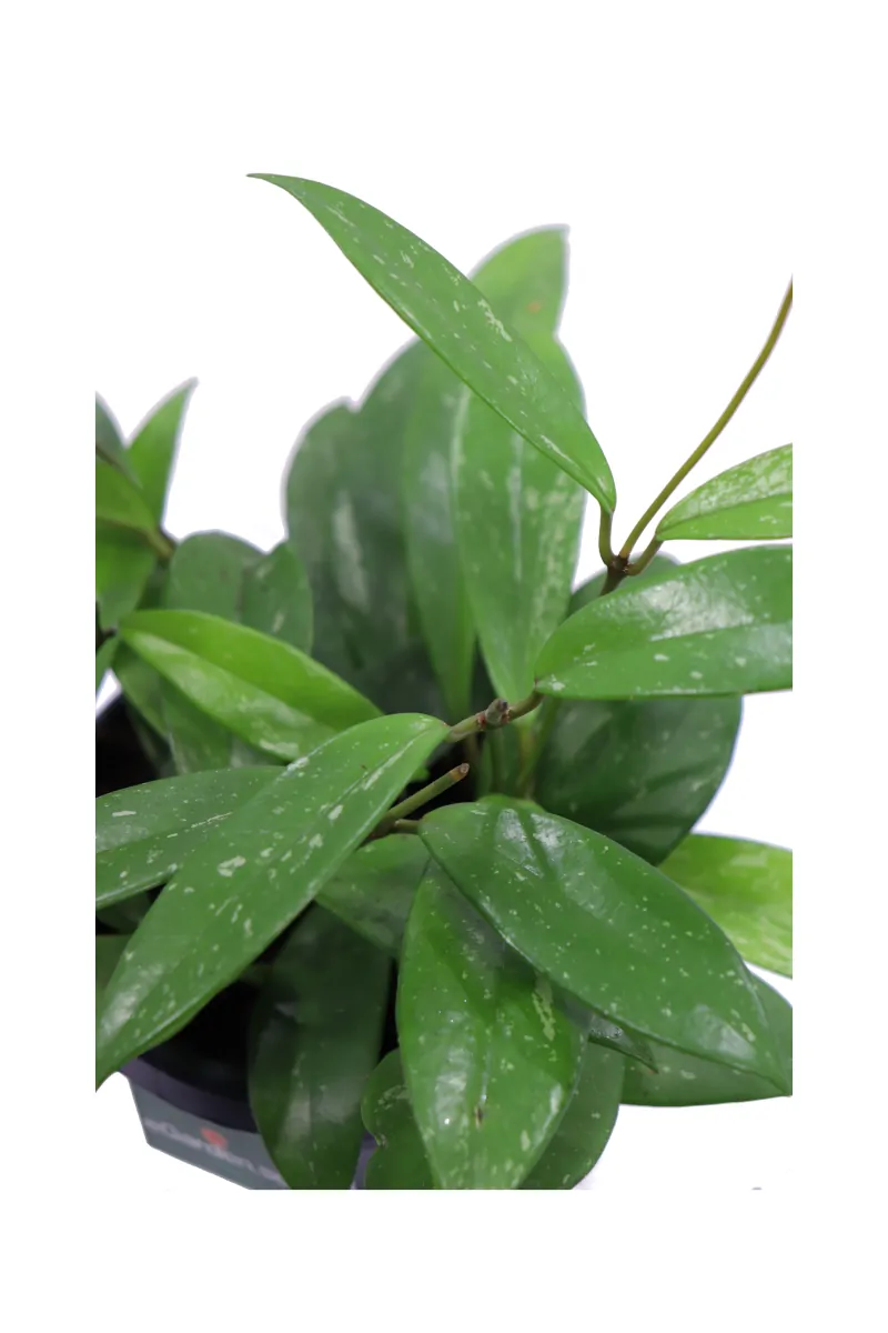 Hoya Pubicalyx v14 egarden.store online