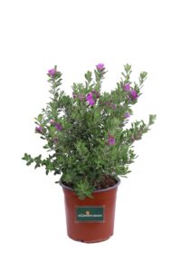 Leucophyllum Frutescens v16 egarden.store online