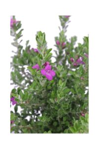 Leucophyllum Frutescens v16 egarden.store online