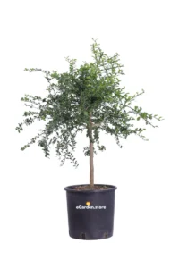 Limone Caviale Verde Nano v20 egarden.store online