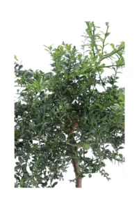 Limone Caviale Verde Nano v20 egarden.store online