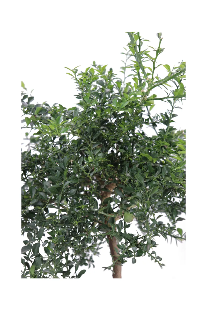 Limone Caviale Verde Nano v20 egarden.store online