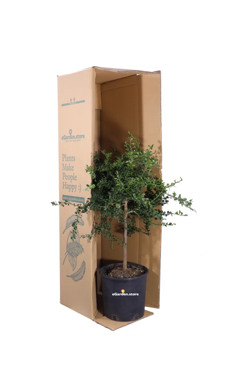 Limone Caviale Verde Nano v20 egarden.store online