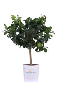 Limone Lunario Nano Deco v20 egarden.store online