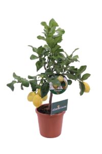 Limone Lunario v20 egarden.store online