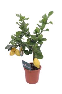 Limone Lunario v20 egarden.store online