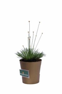 Mikado v9 egarden.store