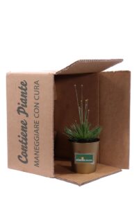 Mikado v9 egarden.store