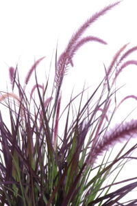 Pennisetum Setaceum Rubrum