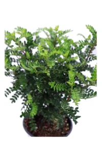 Pepe Giapponese v14 egarden.store online