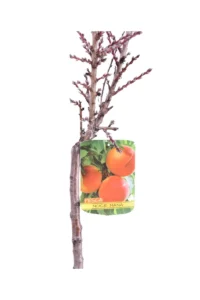 Pesco Noce Nano Autofertile v20 egarden.store online