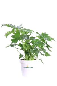 Philodendron Selloum v20 egarden.store online
