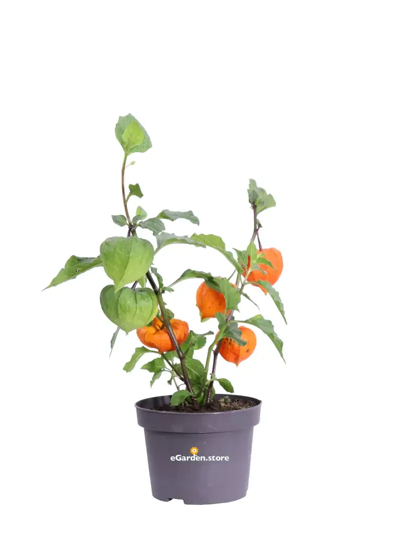 Physalis Alkekengi v13 egarden.store online