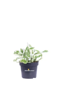Pothos - Scindapsus Aureus NJoy v12 egarden.store 1 Pothos - Scindapsus Aureus NJoy v12 egarden.store online