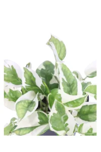 Pothos - Scindapsus Aureus NJoy v12 egarden.store 2 Pothos - Scindapsus Aureus NJoy v12 egarden.store online