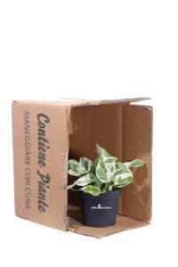 Pothos - Scindapsus Aureus NJoy v12 egarden.store 3 Pothos - Scindapsus Aureus NJoy v12 egarden.store online