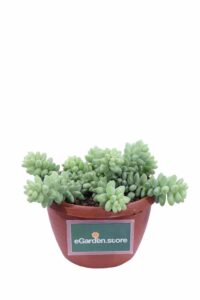 Sedum Burrito v14 egarden.store online