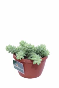Sedum Burrito v14 egarden.store online