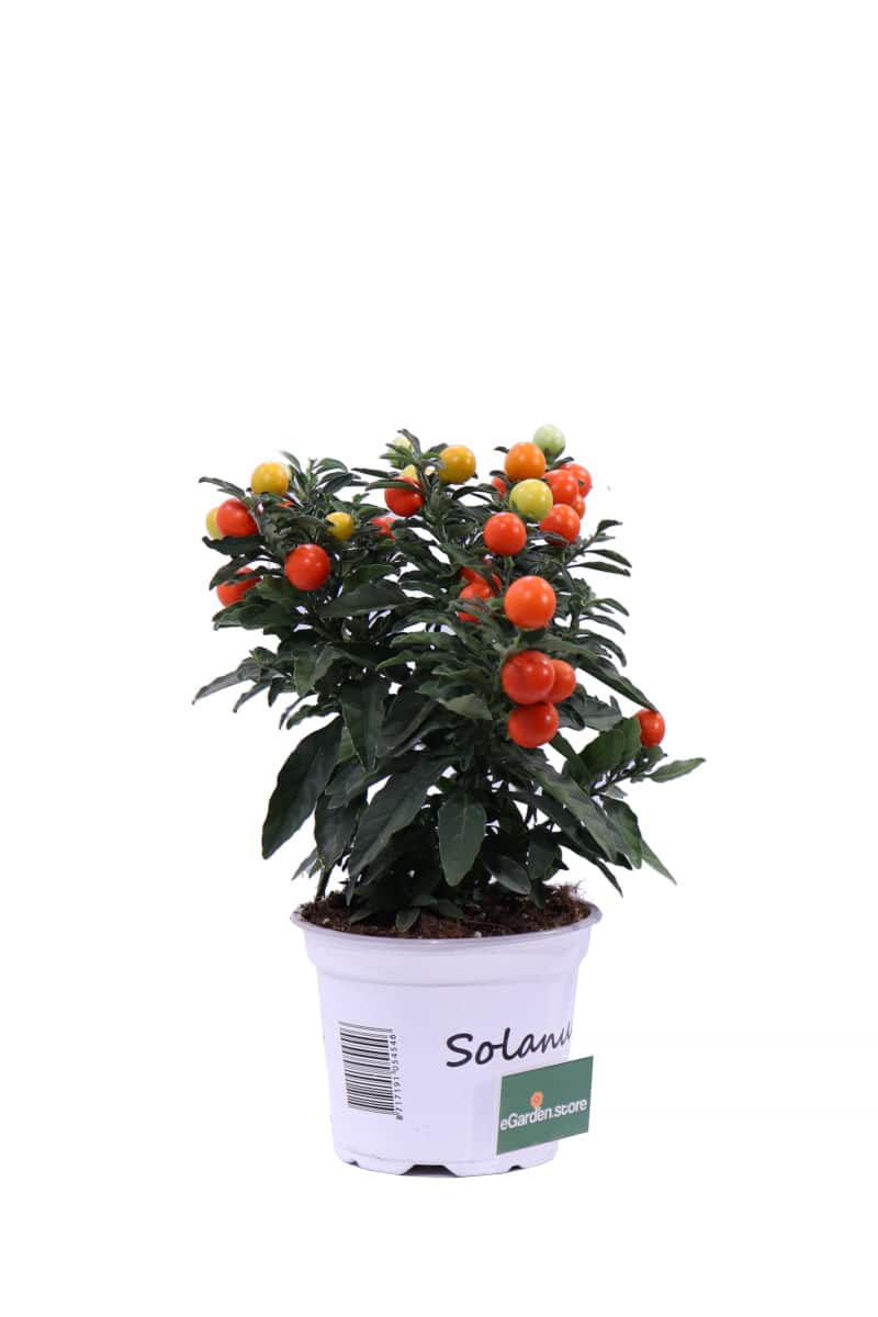 Solanum Pseudocapsicum v12 egarden.store online