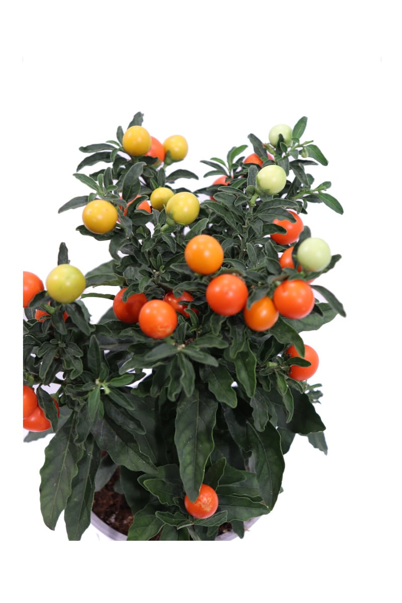 Solanum Pseudocapsicum v12 egarden.store online