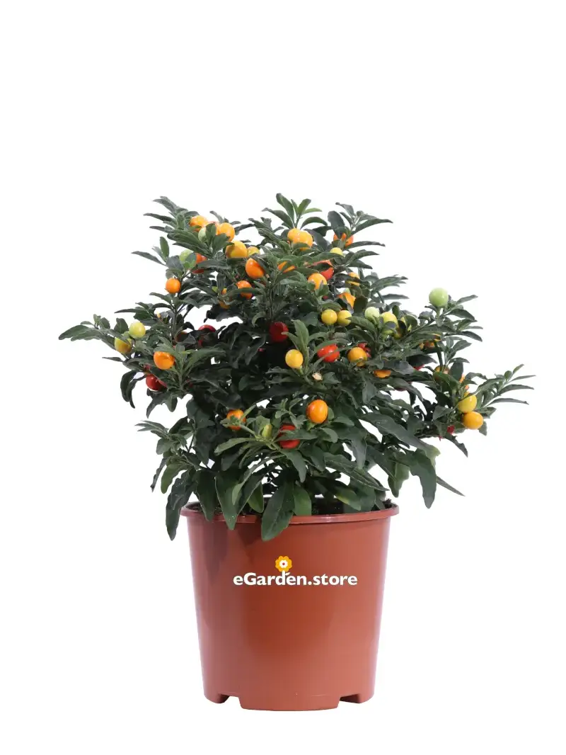 Solanum Pseudocapsicum v17 egarden.store online