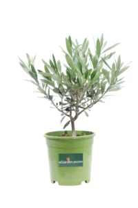 Ulivo Bonsai Green v14 egarden.store 1 Ulivo Bonsai Green v14 egarden.store online