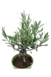 Ulivo Bonsai Green v14 egarden.store 2 Ulivo Bonsai Green v14 egarden.store online