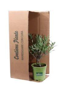 Ulivo Bonsai Green v14 egarden.store 3 Ulivo Bonsai Green v14 egarden.store online