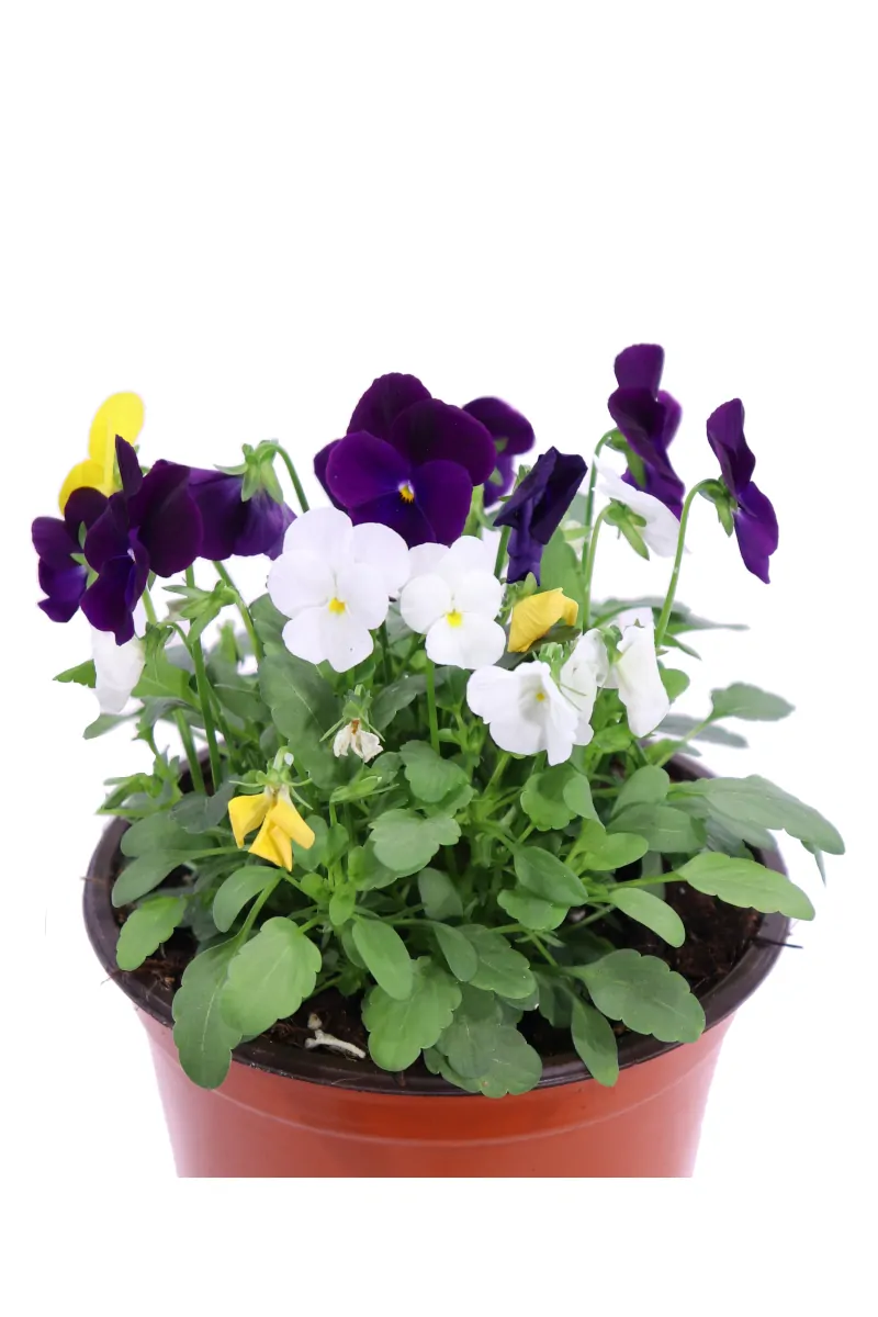 Violetta Multicolor v14 egarden.store online