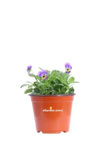 Violetta Viola v14 egarden.store 1 Violetta Viola v14 egarden.store online