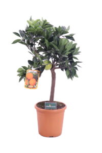 arancio navelina nano online