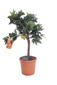 arancio navelina nano online