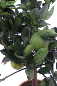 Arancio Navelina Nano